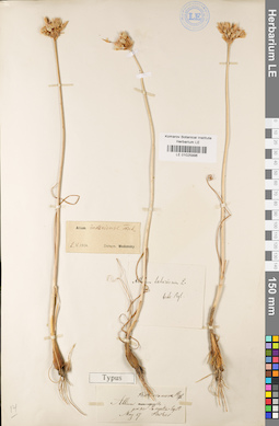 LE 01025996