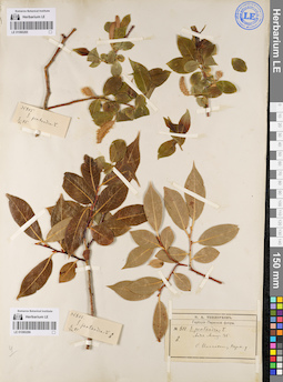 LE 01080286