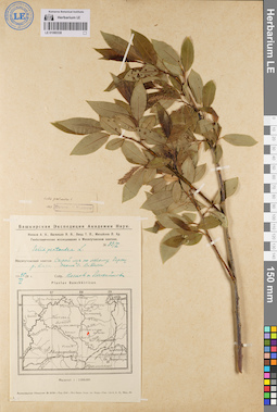 LE 01080338