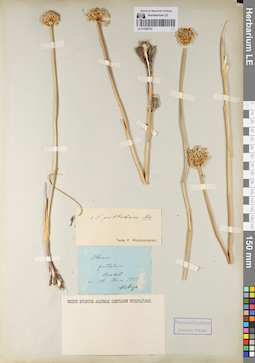 LE 01080762