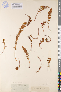 LE 01080906