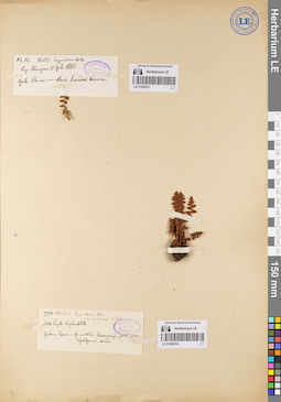 LE 01080914