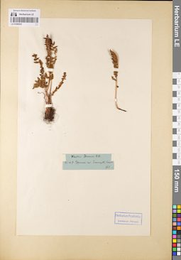 LE 01080935
