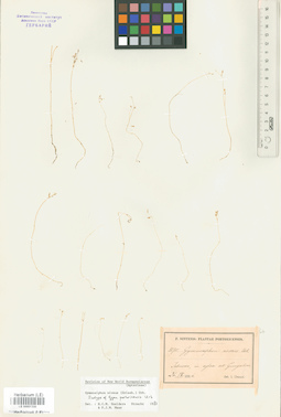 LE 00001350
