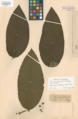 LE 00001568