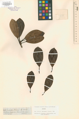 LE 00001603