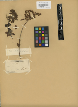 LE 00001908