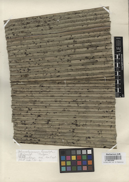 LE 00010459