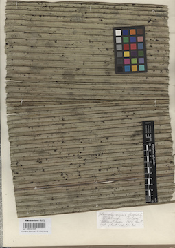 LE 00010460
