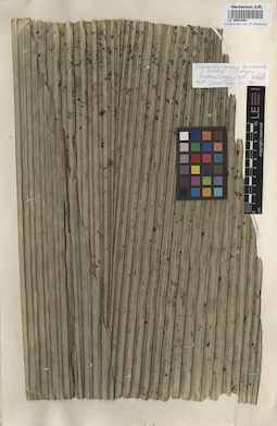 LE 00010461