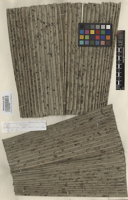 LE 00010462