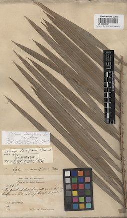 LE 00010487