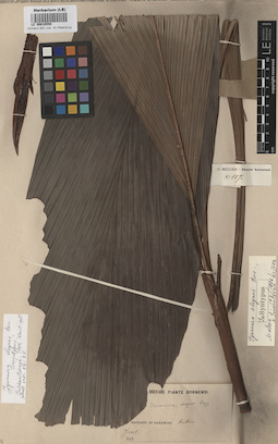 LE 00010559