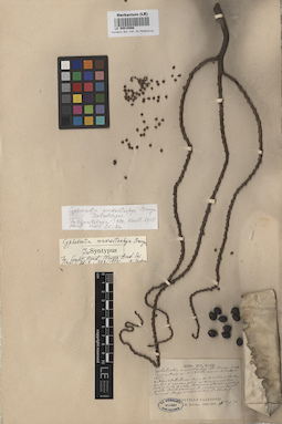 LE 00010566