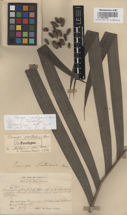 LE 00010581