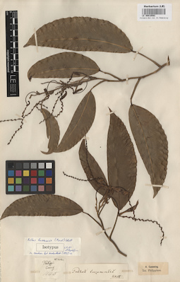 LE 00010592