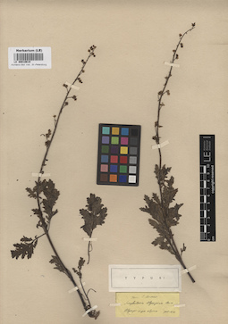 LE 00010619