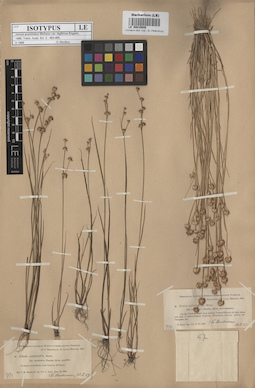 LE 00010649