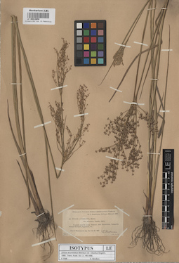 LE 00010650