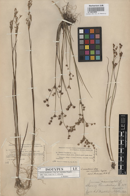 LE 00010656
