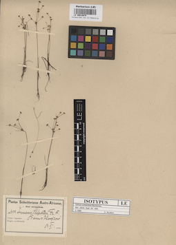 LE 00010675