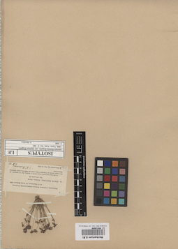 LE 00010686