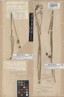 LE 00010690