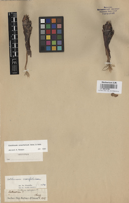 LE 00010705
