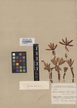 LE 00010708
