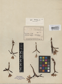 LE 00010717