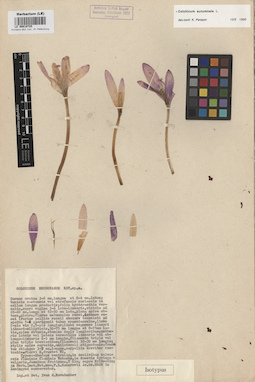 LE 00010725
