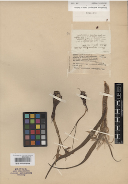 LE 00010726