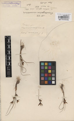 LE 00010763