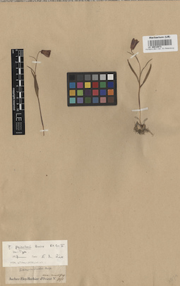 LE 00010873