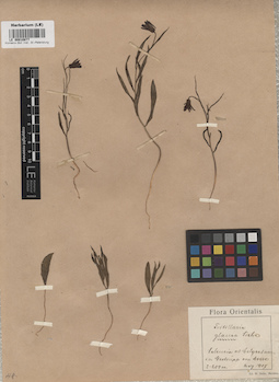 LE 00010877