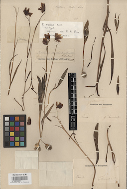LE 00010885
