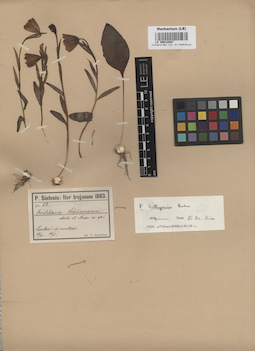 LE 00010887