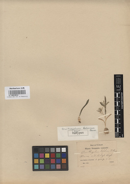 LE 00010918