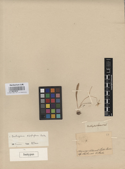 LE 00010919