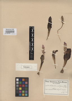 LE 00010953