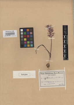 LE 00010956