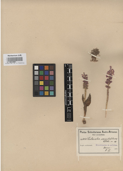 LE 00010960