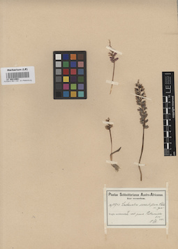 LE 00010961