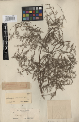 LE 00010968