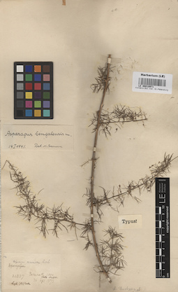 LE 00010971
