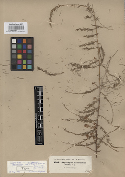 LE 00010981