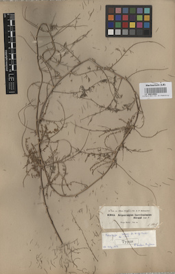 LE 00010982