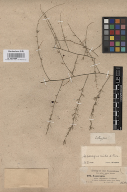 LE 00010986