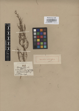 LE 00010995