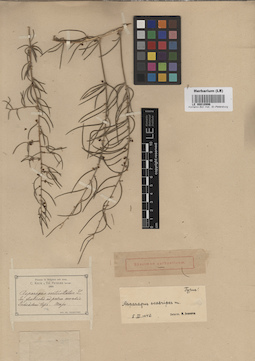 LE 00010996